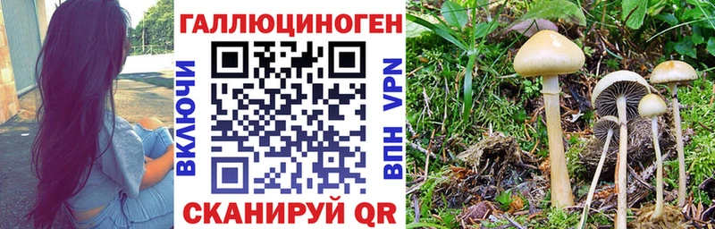 Псилоцибиновые грибы Psilocybine cubensis  Купить закладки  Кунгур 